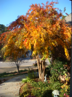 Sun on the Crape.JPG, 150*200