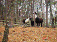 2005-03-26 Llama Baby 06.gif, 200*150