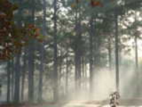 Fog in the Pines.jpg, 200*150