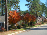 Wolfes Crape Myrtle 2008.JPG, 200*150