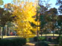Yellow Maple.JPG, 200*150